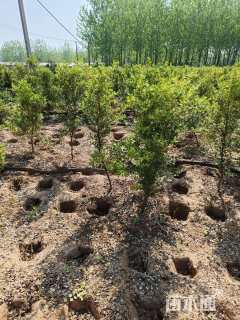 高度100厘米瓜子黄杨