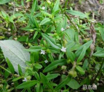 高度15厘米白花蛇舌草