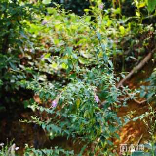 高度50厘米醉鱼草