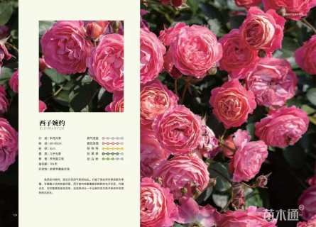 高度20厘米品种月季