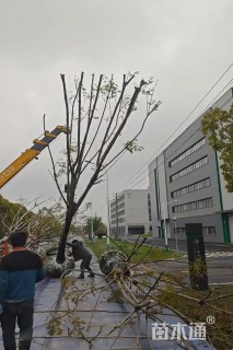 17公分黄山栾树