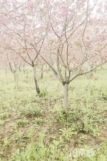 10公分绚丽海棠