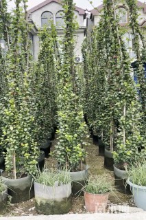 300厘米风车茉莉