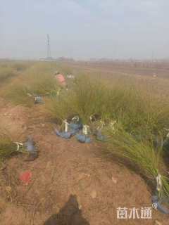 高度60厘米棣棠