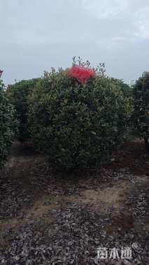 冠幅250厘米红叶石楠球