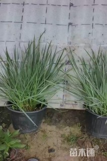 高度25厘米花叶燕麦草
