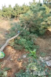 高度400厘米黑松