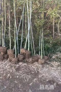 地栽苗斑竹