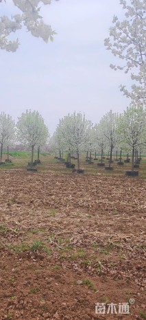 12公分彩叶豆梨