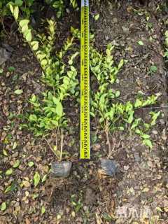 裸干高60厘米小叶棕竹