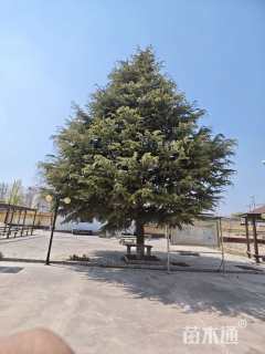 高度1000厘米雪松