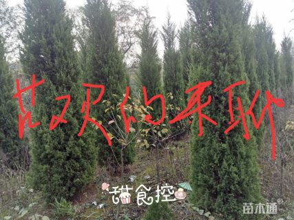 塔柏
