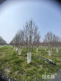 高度500厘米丛生玉兰