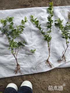 高度30厘米金森女贞小苗