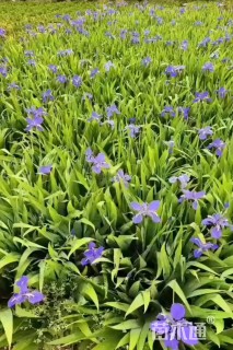 高度20厘米燕尾兰