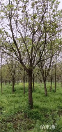 20公分重阳木