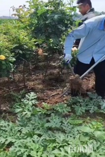 1.5公分小青杆月季
