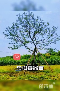 40公分乌桕