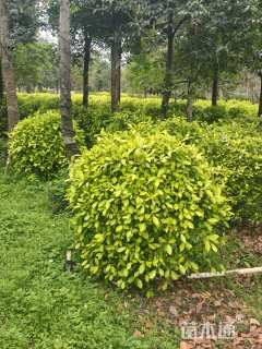 冠幅100厘米黄榕球