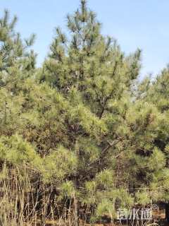 高度400厘米油松