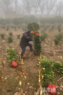 高度200厘米大叶黄杨柱