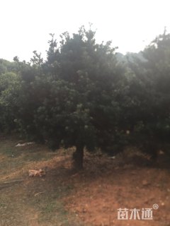 15公分罗汉松