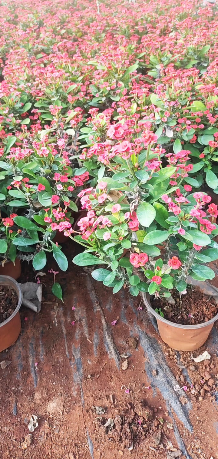 高度25厘米虎刺梅