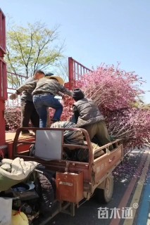 14公分榆叶梅