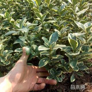 高度15厘米金边黄杨