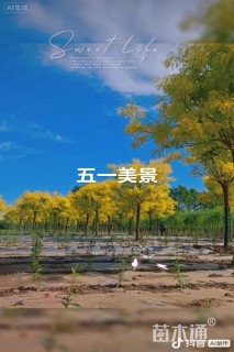17公分金叶槐
