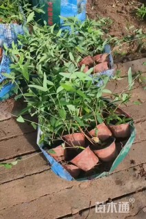 高度40厘米金丝桃