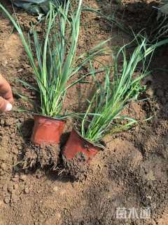 高度25厘米蒲苇
