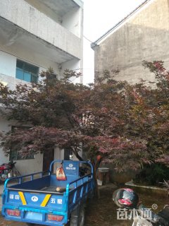 20公分红枫
