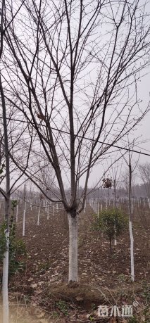 28公分银杏