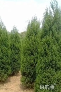 高度290厘米圆柏