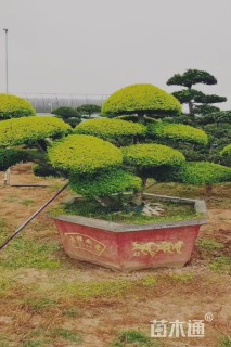 20公分造型亮晶女贞