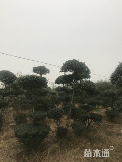 150厘米造型大叶女贞