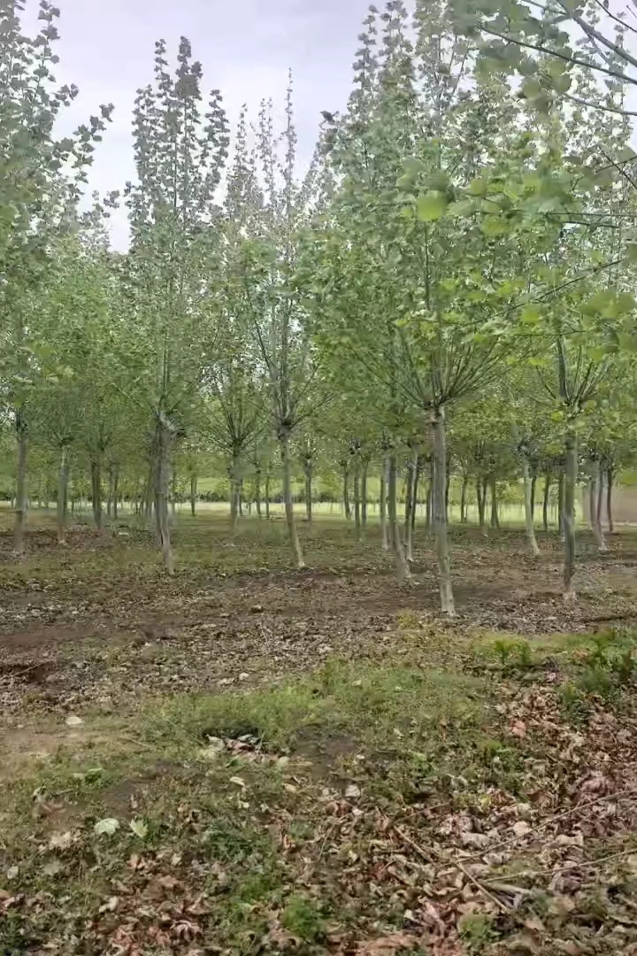 20公分法桐