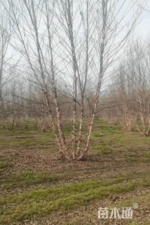 高度500厘米丛生河桦