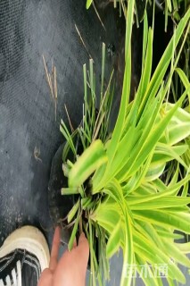 高度20厘米金边麦冬