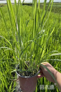 高度35厘米白茅