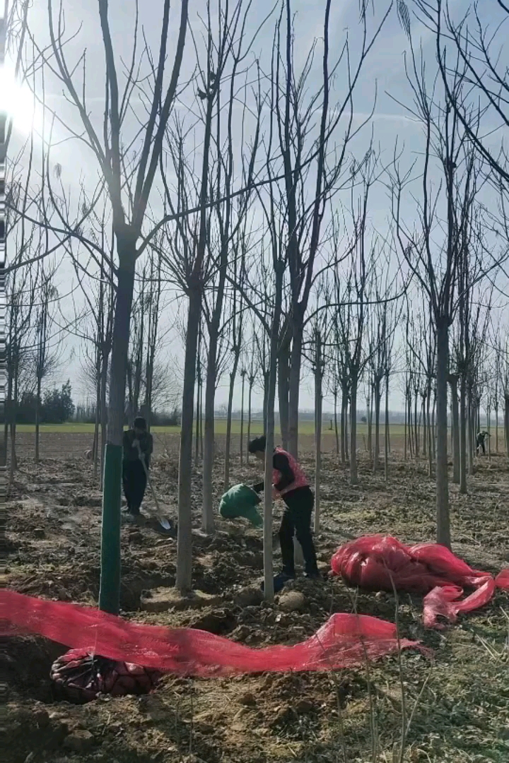 10公分楸树