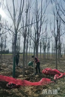 10公分楸树