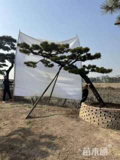 高度400厘米黑松