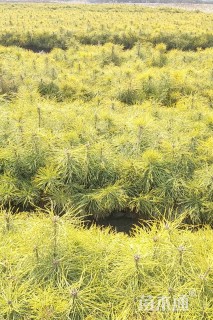 高度30厘米樟子松