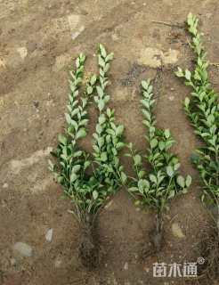 高度20厘米卫矛