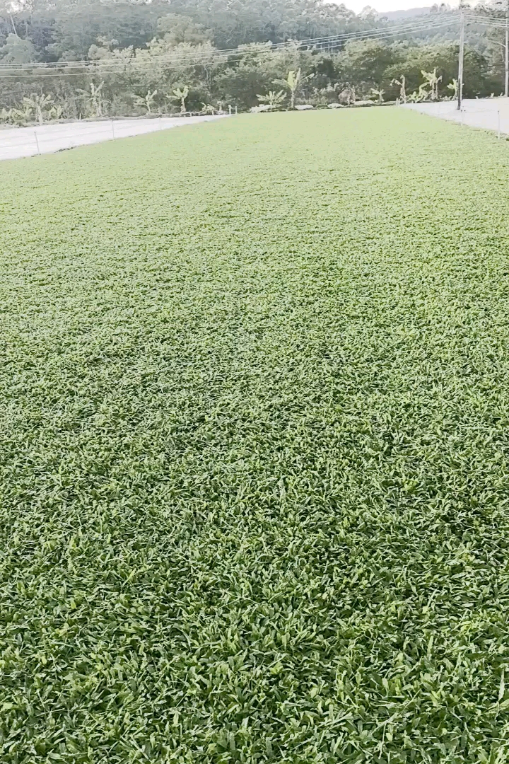 大叶油草