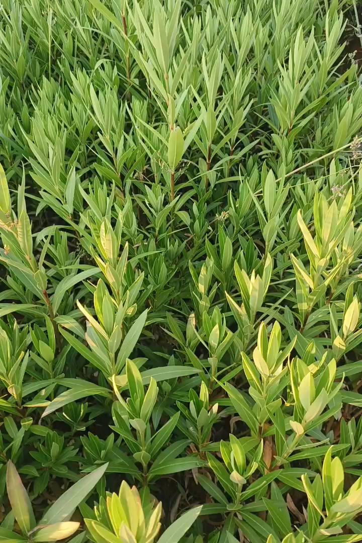 高度40厘米夹竹桃