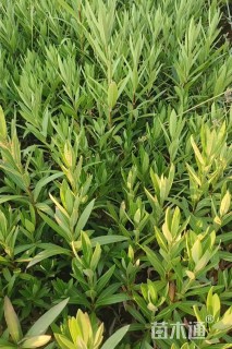 高度40厘米夹竹桃