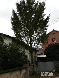 29公分银杏
